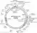 Fig. 01 - CPF1 COMPLEXES WITH REDUCED INDEL ACTIVITY