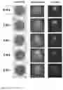 Fig. 06 - METHODS AND SYSTEMS FOR SCREENING USING MICROCAPILLARY ARRAYS