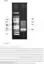 Fig. 07 - A LIBRARY OF POLYNUCLEOTIDES