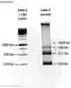 Fig. 16 - A LIBRARY OF POLYNUCLEOTIDES