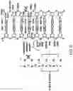 Fig. 28 - OLIGONUCLEOTIDE COMPOSITIONS AND METHODS THEREOF