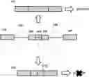 Fig. 01 - METHODS AND COMPOSITIONS FOR MODULATING SPLICING OF ALTERNATIVE INTRONS