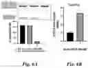 Fig. 08 - METHODS AND COMPOSITIONS FOR MODULATING SPLICING OF ALTERNATIVE INTRONS