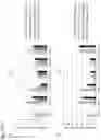 Fig. 17 - NUCLEIC ACID COMPLEX FOR MODULATING IHH EXPRESSION