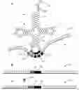 Fig. 01 - SYNTHETIC TRANSFER RNA WITH EXTENDED ANTICODON LOOP