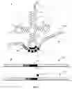 Fig. 02 - SYNTHETIC TRANSFER RNA WITH EXTENDED ANTICODON LOOP