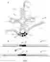 Fig. 03 - SYNTHETIC TRANSFER RNA WITH EXTENDED ANTICODON LOOP