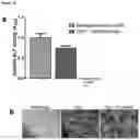 Fig. 11 - DUAL INHIBITION OF PLEXIN-B1 AND PLEXIN-B2