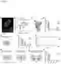 Fig. 05 - Methods of modulating SLC7A11 pre-mRNA transcripts for diseases and conditions associated with expression of SLC7A11