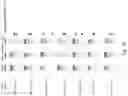 Fig. 22 - Applications of Streptococcus-derived Cas9 nucleases on minimal Adenine-rich PAM targets