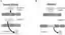 Fig. 01 - A NOVEL VECTOR FOR GENE TRANSFER AND GENE COPY PROLIFERATION