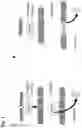 Fig. 02 - A NOVEL VECTOR FOR GENE TRANSFER AND GENE COPY PROLIFERATION