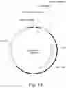 Fig. 19 - Optimal maize loci
