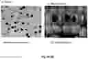 Fig. 07 - Waxy corn