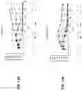 Fig. 23 - Viral vector constructs for delivery of nucleic acids encoding cytokines and uses thereof for treating cancer