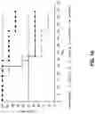 Fig. 29 - Viral vector constructs for delivery of nucleic acids encoding cytokines and uses thereof for treating cancer