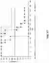 Fig. 30 - Viral vector constructs for delivery of nucleic acids encoding cytokines and uses thereof for treating cancer
