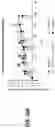 Fig. 35 - Viral vector constructs for delivery of nucleic acids encoding cytokines and uses thereof for treating cancer