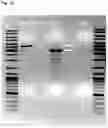 Fig. 32 - PLASMID SYSTEM