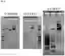 Fig. 33 - PLASMID SYSTEM