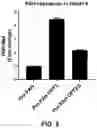 Fig. 06 - OPTIMIZED PHENYLANANINE HYDROXYLASE EXPRESSION