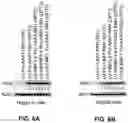 Fig. 07 - OPTIMIZED PHENYLANANINE HYDROXYLASE EXPRESSION