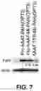 Fig. 08 - OPTIMIZED PHENYLANANINE HYDROXYLASE EXPRESSION