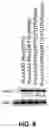 Fig. 09 - OPTIMIZED PHENYLANANINE HYDROXYLASE EXPRESSION