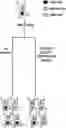 Fig. 01 - COMPOSITIONS AND METHODS FOR IMPROVED GENE EDITING