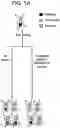 Fig. 02 - COMPOSITIONS AND METHODS FOR IMPROVED GENE EDITING