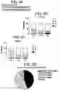 Fig. 09 - COMPOSITIONS AND METHODS FOR IMPROVED GENE EDITING