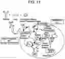 Fig. 19 - COMPOSITIONS AND METHODS FOR IMPROVED GENE EDITING