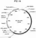Fig. 22 - COMPOSITIONS AND METHODS FOR IMPROVED GENE EDITING