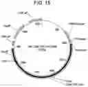 Fig. 23 - COMPOSITIONS AND METHODS FOR IMPROVED GENE EDITING