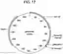 Fig. 25 - COMPOSITIONS AND METHODS FOR IMPROVED GENE EDITING