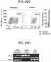Fig. 61 - COMPOSITIONS AND METHODS FOR IMPROVED GENE EDITING