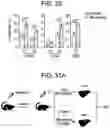 Fig. 62 - COMPOSITIONS AND METHODS FOR IMPROVED GENE EDITING