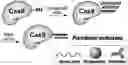 Fig. 01 - NOVEL NUCLEIC ACID MODIFIERS
