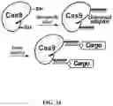 Fig. 35 - NOVEL NUCLEIC ACID MODIFIERS
