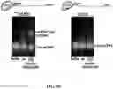 Fig. 41 - NOVEL NUCLEIC ACID MODIFIERS
