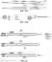 Fig. 42 - NOVEL NUCLEIC ACID MODIFIERS