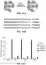 Fig. 44 - NOVEL NUCLEIC ACID MODIFIERS