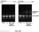 Fig. 49 - NOVEL NUCLEIC ACID MODIFIERS
