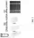 Fig. 02 - Methods and Compositions for Cell-Free Biological Reactions