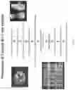 Fig. 04 - Methods and Compositions for Cell-Free Biological Reactions