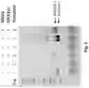 Fig. 07 - CELL-FREE PRODUCTION OF RIBONUCLEIC ACID