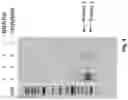 Fig. 08 - CELL-FREE PRODUCTION OF RIBONUCLEIC ACID