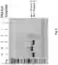 Fig. 09 - CELL-FREE PRODUCTION OF RIBONUCLEIC ACID