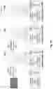 Fig. 19 - CELL-FREE PRODUCTION OF RIBONUCLEIC ACID