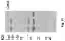 Fig. 21 - CELL-FREE PRODUCTION OF RIBONUCLEIC ACID